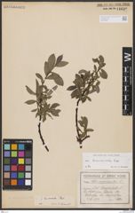 Foto von Salix breviserrata Flod.